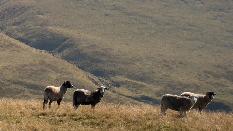 View of sheep including Herdwick and Swaledale sheep on Kinniside Common, Ennerdale, Lake District